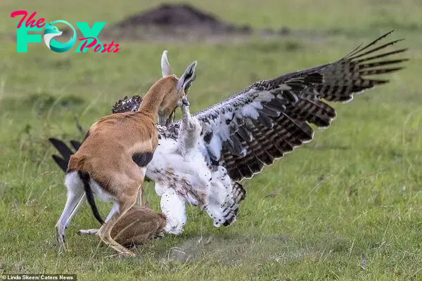 The parent charges at the bird of prey to scare it away - but the eagle throws up one of its claws and stands its ground as they exchange blows