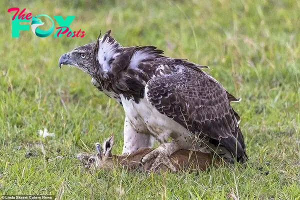 The bird of prey menacingly placed its claw over the baby gazelle's body after swooping in and attacking it