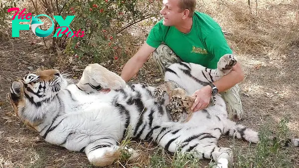 Lioness Lola gave birth to triplet cubs at Chelyabinsk . (Video)