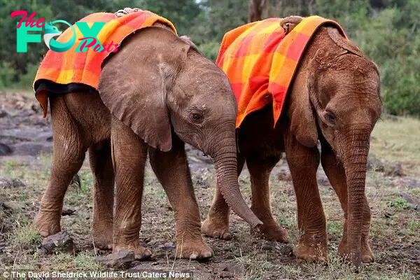 Having a good day, honey? Not only do their blankies provide comfort for the young orphans but they also receive a lot of love and attention from the carers at the David Sheldrick Wildlife Trust