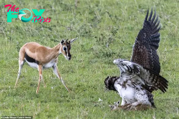 Stand off: A mother gazelle gets ready to fight off a giant eagle that has attacked her baby in the Maasai Mara National Reserve in Kenya