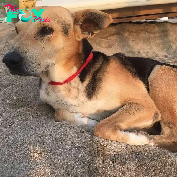 Un perro aguarda a su amo todos los días, quien falleció en el mar.