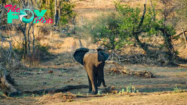 This is How an Elephant Walks With 3 Legs