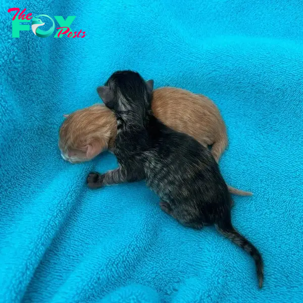 newborn kittens