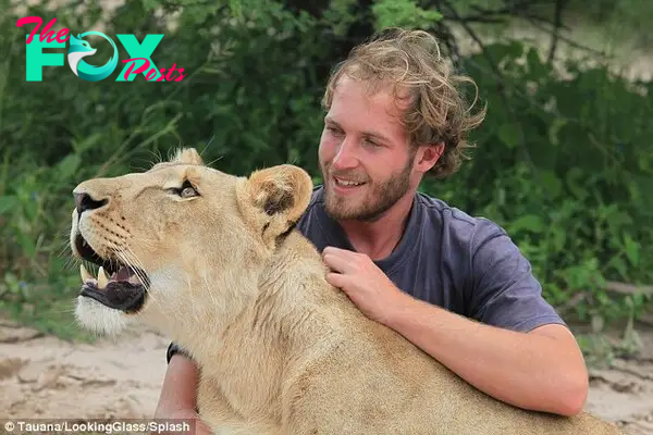 As one: Mr Gruener is fulfilling a lifelong ambition by living with lions in the wilds of Africa