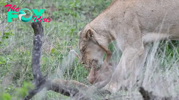 Lamb Tries to Fight Lioness