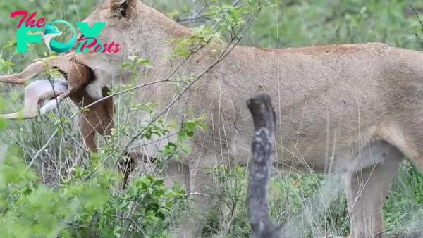 Lamb Tries to Fight Lioness