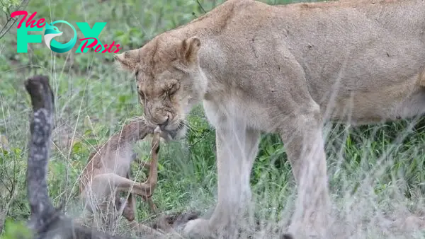 Lamb Tries to Fight Lioness