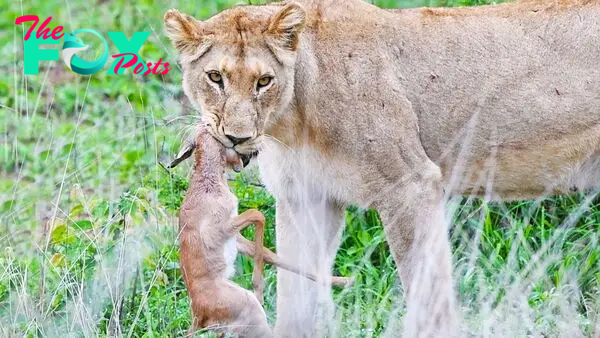 Lamb Tries to Fight Lioness