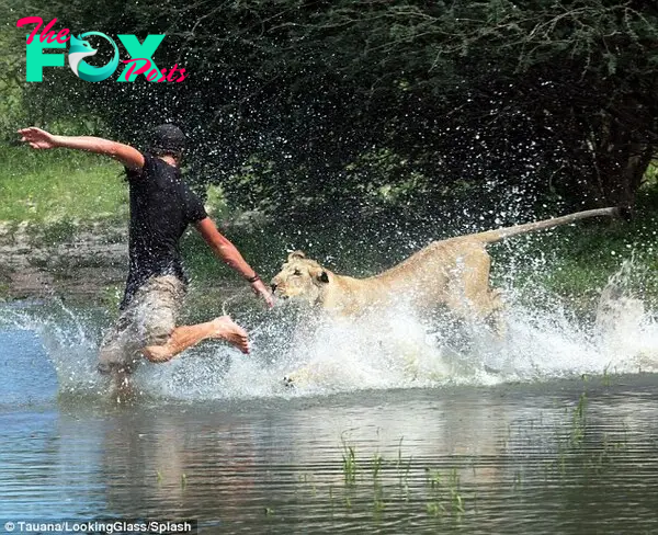 In order to teach her how to live as a wild lion, Mr Gruener has spent many hours crouching in scrubland or pouncing in watering holes alongside Sirga