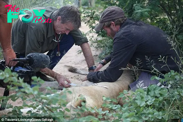 Family: Mr Gruener observes as a veterinarian cares for his beloved lioness friend