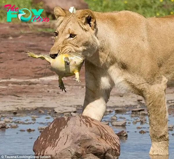 Success? A proud Sirga managed to catch a large swollen toad, and carried it in her mouth