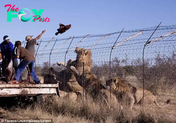 Sustainable living: A team from the Modisa Wildlife Project feed a group of young male lions in an enclosure