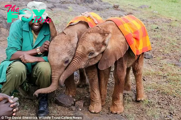 Cosying up: The animals are being cared for in an orphanage in Nairobi National Park in Kenya thanks to the David Sheldrick Wildlife Trust