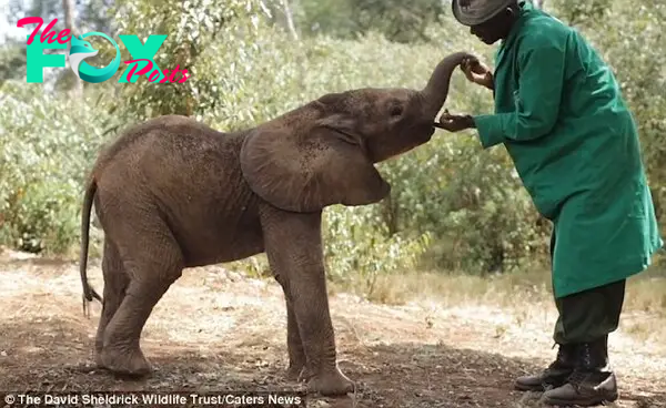 Check up: Often these elephants are orphaned due to ivory poaching, or habitat destruction, deforestation or drought