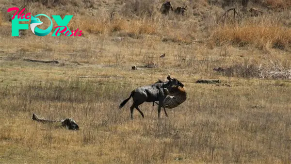 Leopard Takes Down Wildebeest 3 Times Its Size