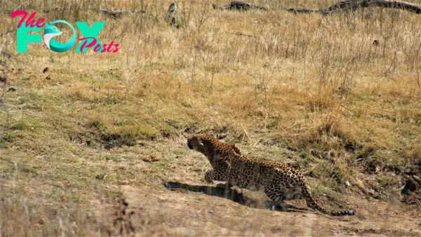 Leopard Takes Down Wildebeest 3 Times Its Size