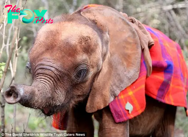 Warm: Photographer James Suter, 30, from Cape Town managed to capture sweet footage of the infant elephants - who are being hand-raised before reintegrated back into the wild - during his time there