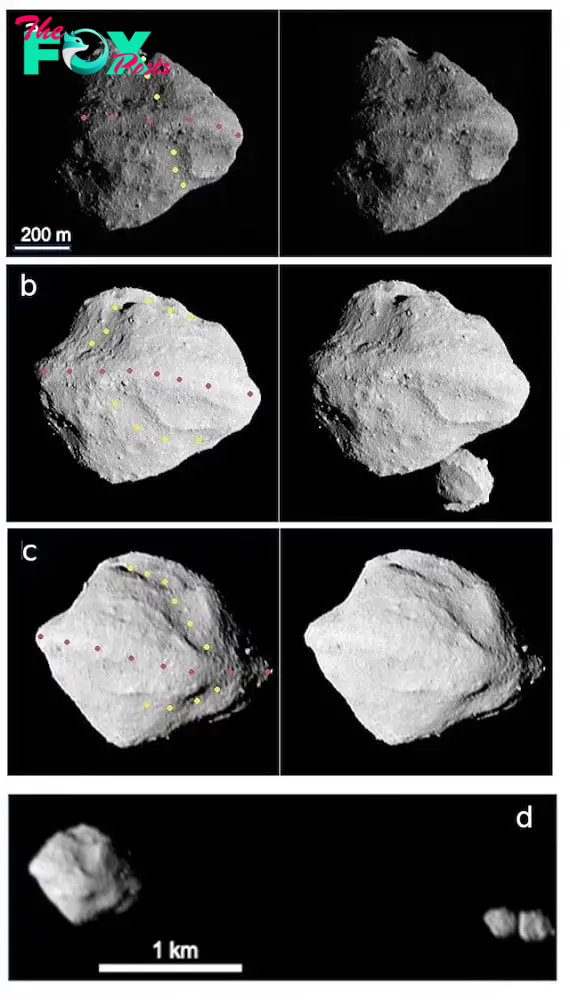 The asteroid Dinkinesh, a denizen of the solar system's main asteroid belt, is seen in multiple images taken by the NASA Lucy Spacecraft's L'LORRI Instrument. Panels a, b and c each show stereographic image pairs of Dinkinesh in the minutes around closest approach on Nov. 1, 2023. The yellow and rose dots indicate the trough and ridge features, respectively. These images have been sharpened and processed to enhance contrast. Panel d shows a side view of Dinkinesh and its satellite Selam taken a few minutes after closest approach. PHOTO: REUTES