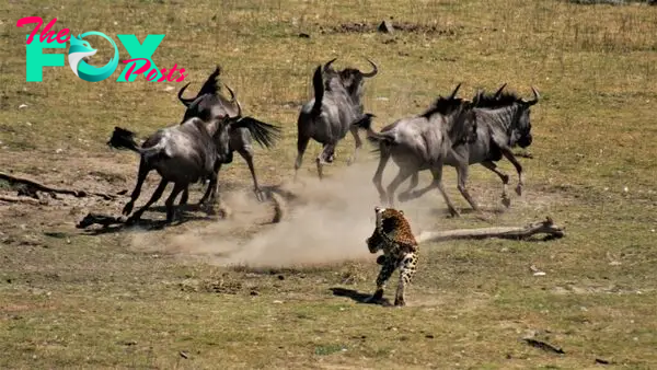 Leopard Takes Down Wildebeest 3 Times Its Size