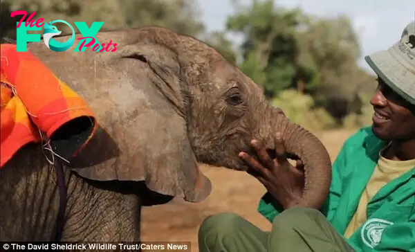 Carer: 'At their young age, the elephants need full time protection, not just from poachers and predators, but from the wind, rain, cold and hot sun during the heat of the day