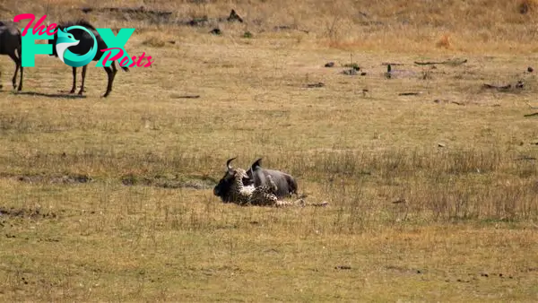 Leopard Takes Down Wildebeest 3 Times Its Size