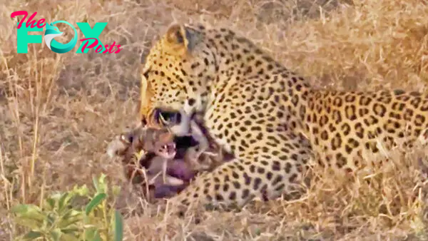 Honey Badger Tries Escaping Leopards Grip