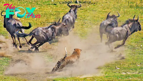 Leopard Takes Down Wildebeest 3 Times Its Size