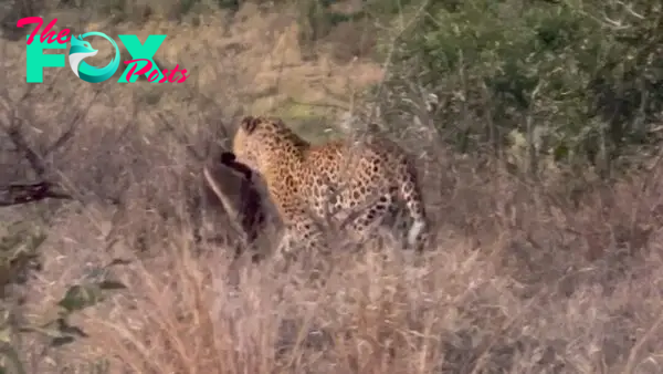 Honey Badger Tries Escaping Leopards Grip