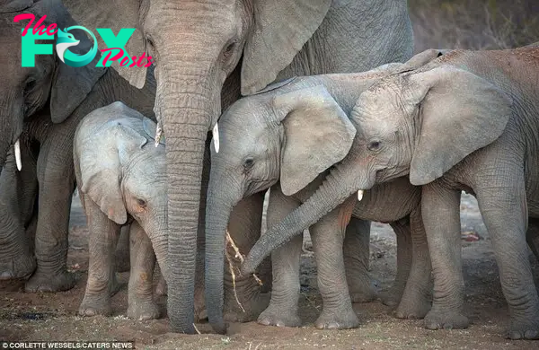 This image shows several baby elephants reaching out towards the mother during a trip to a dam for a drink of water