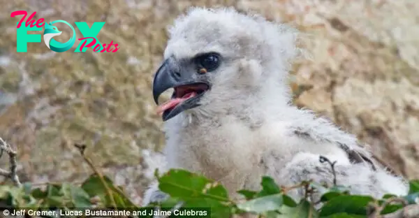Harpy eagles are top avian predators in the Amazon Rainforest and have huge wingspans of up to seven ft (2.1m). When they are perched in a branch, they are around the same height as a five-year-old child, but this chick has not yet reached its full size