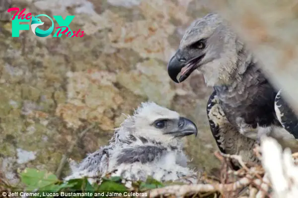 Demanding: The mother harpy eagle brought her chick a fully grown Brazilian Porcupine in her claws to eat and later, her partner delivered half a sloth for the fluffy baby with a big appetite