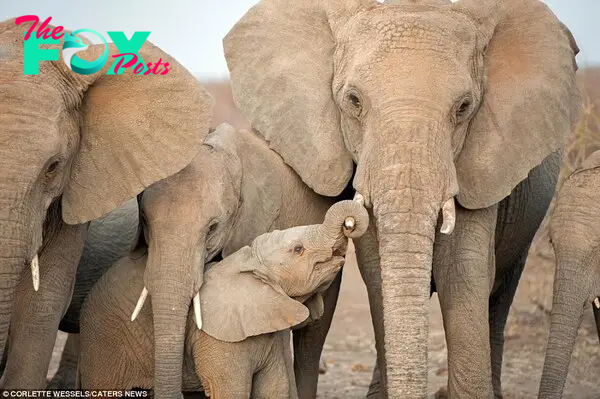 Cute snaps of this adorable baby elephant reaching out his trunk to grab onto his mum's tusk will make your day