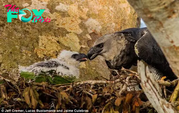 Snap happy: Few people have seen a harpy eagle chick, but three lucky photographers managed to snap a mother with her fluffy offspring (pictured)