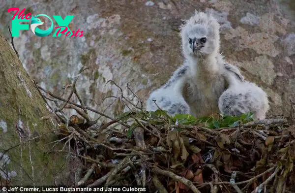 Comfy: The photographers immediately saw a harpy eagle chick nestled in a fortress of soft leaves and twigs (pictured), measuring around 4ft thick and 5ft wide, waiting for its mother to return