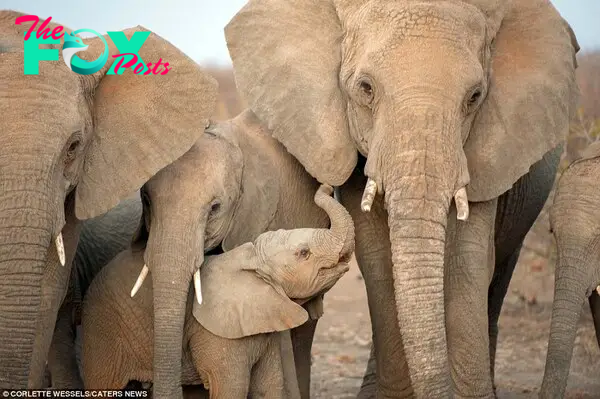 The charming little elephant clearly needed a helping hand, wrapping his tiny trunk tightly around his mum for comfort as the herd stomped their way across the African plain