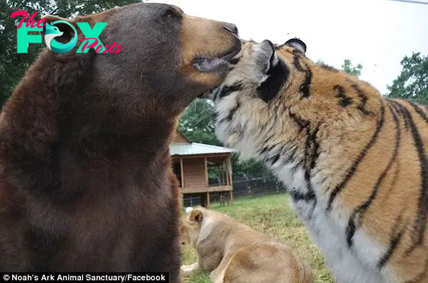 Best friends: Baloo and Shere Khan enjoy the closest relationship of the three
