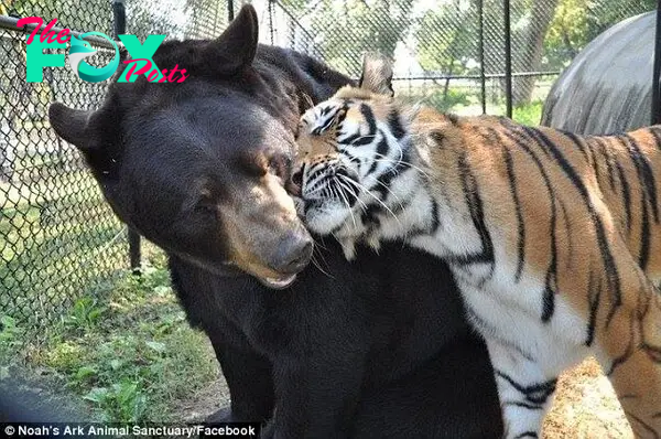 Best buds: Baloo and Shere Khan confirm their life-long friendship at their sanctuary