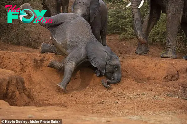 The safari tour guide, from New Mexico, US, quickly got out his camera as one young elephant slipped and fell as he tried to step down