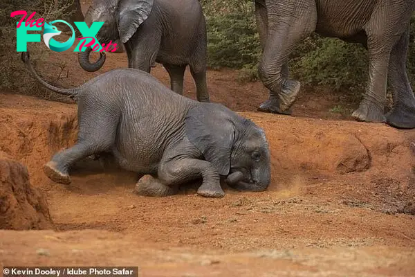 Luckily, despite the elephant taking a fall, it was unharmed and carried on playing in the dust as though nothing had happened