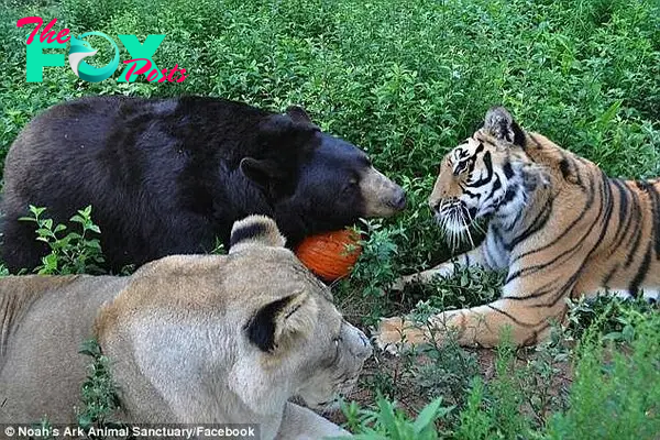 Playtime: The three animals relax during a day in the Georgia heat