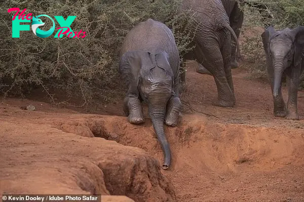 Photographer Kevin Dooley, 58, was leading a safari trip in Madikwe Game Reserve, South Africa, when the group stumbled upon a group of elephants by a dust hole