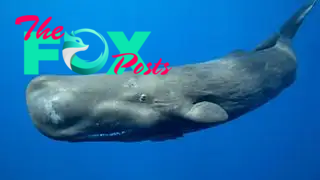 A photo of a sperm whale underwater