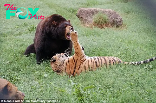 Quit messing around: Leo looks on as Shere Khan draws an irritated response from Baloo - reminding him that he is the largest of the three