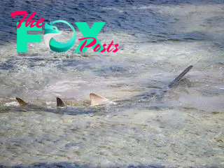 A sawfish in the distance in shallow water.