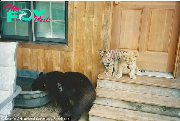 Youngsters: Thirteen years ago Baloo, Leo and Shere Khan were just cubs and did not know that nature never intended them to meet or be friends