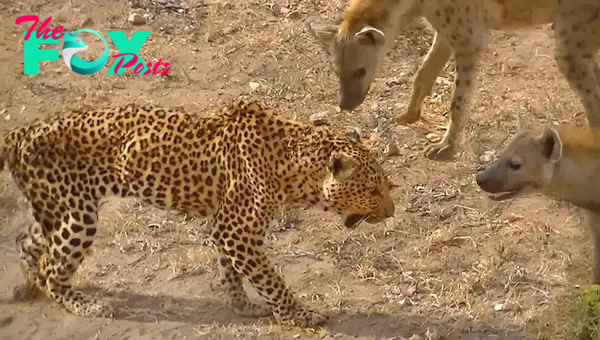 Hyenas Bully Old Leopard