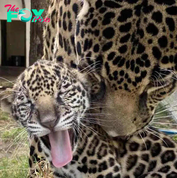 New jaguar cub and his mother, Babette.
