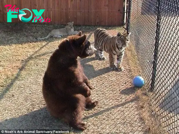 What is it? Shere Khan and Baloo look very confused by the blue ball in their pen, while Leo seems totally uninterested