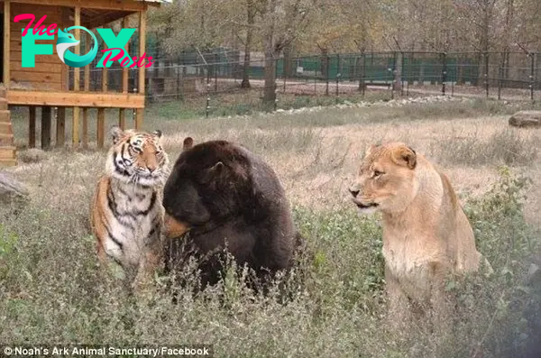 Bond: The three brothers spend their days at Noah's Ark Animal Rescue Centre in Locust Grove, Georgia